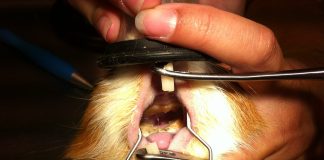 Problème dentaire du NAC