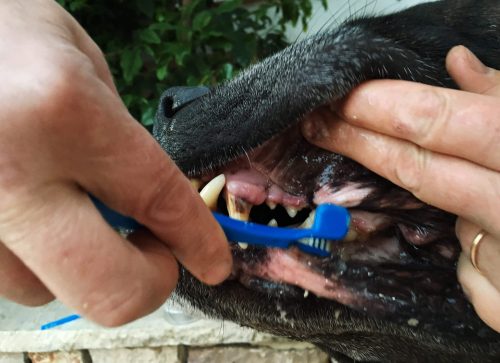 Brossage dents chien