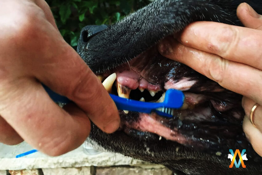 Soin des dents de son chien