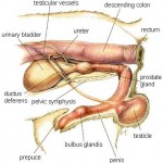 anatomie canine