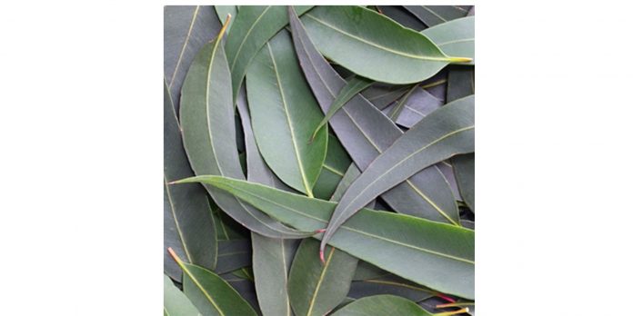 eucalyptus mentholé