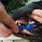Brossage dents chien