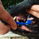 Soin des dents animal