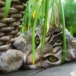 chat herbe à chat