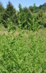 Artemisia_annua plante